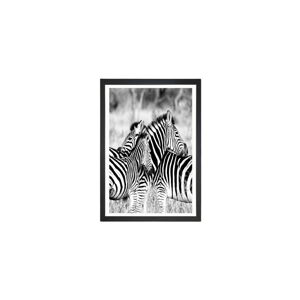 Obraz Tablo Center Zebras, 24 x 29 cm