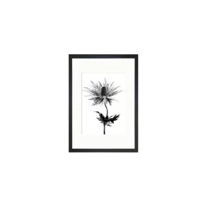 Obraz Tablo Center Thistle Vibes, 24 x 29 cm